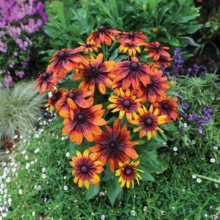 Amber Fire Rudbeckia Thumbnail